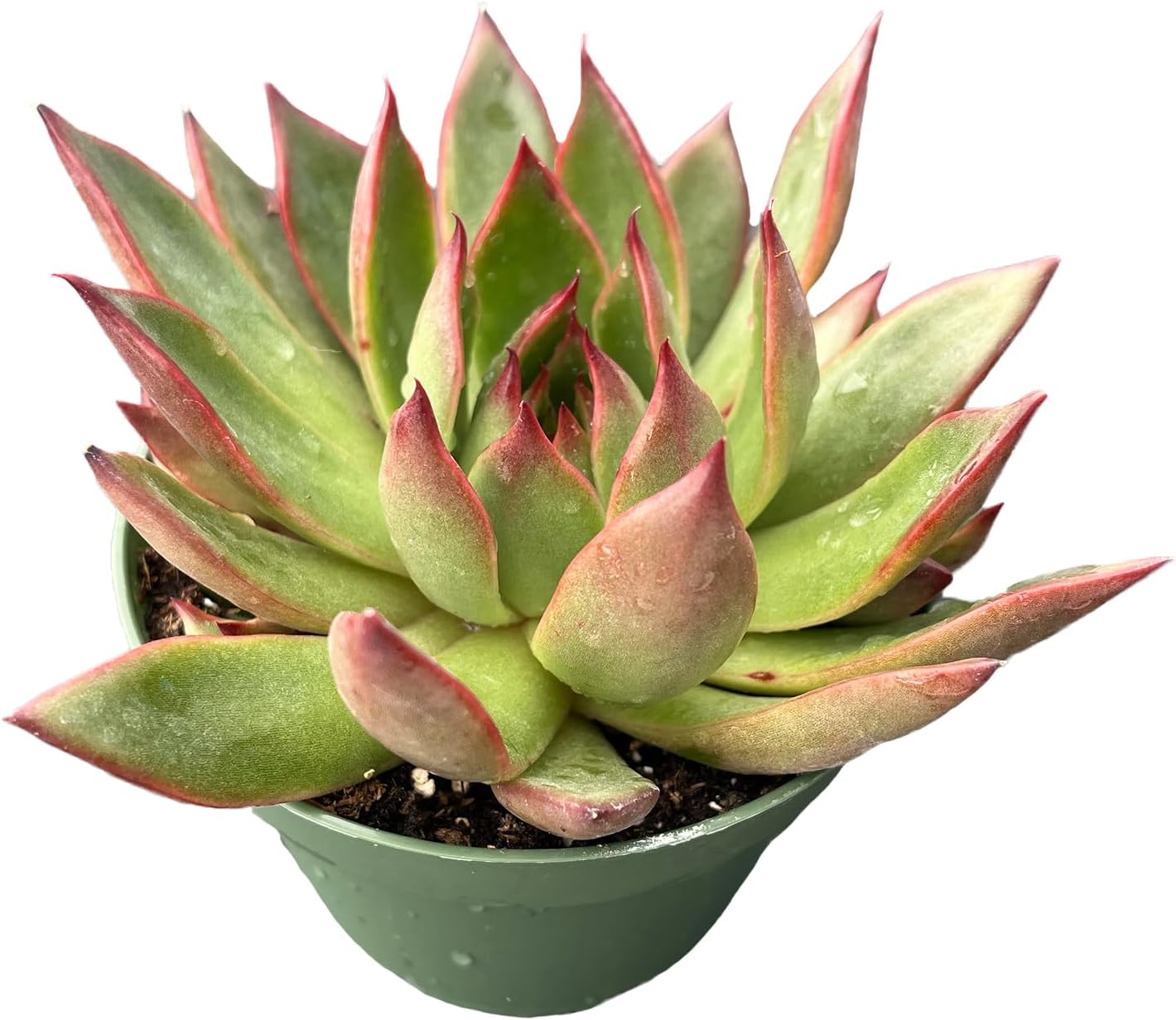Live Succulent Plants Echeveria 'Agavoides Horse', Easy Care Potted Succulents, Approx 4" D x 4" H, Indoor Houseplant, Unique Gifts, Home Office Décor
