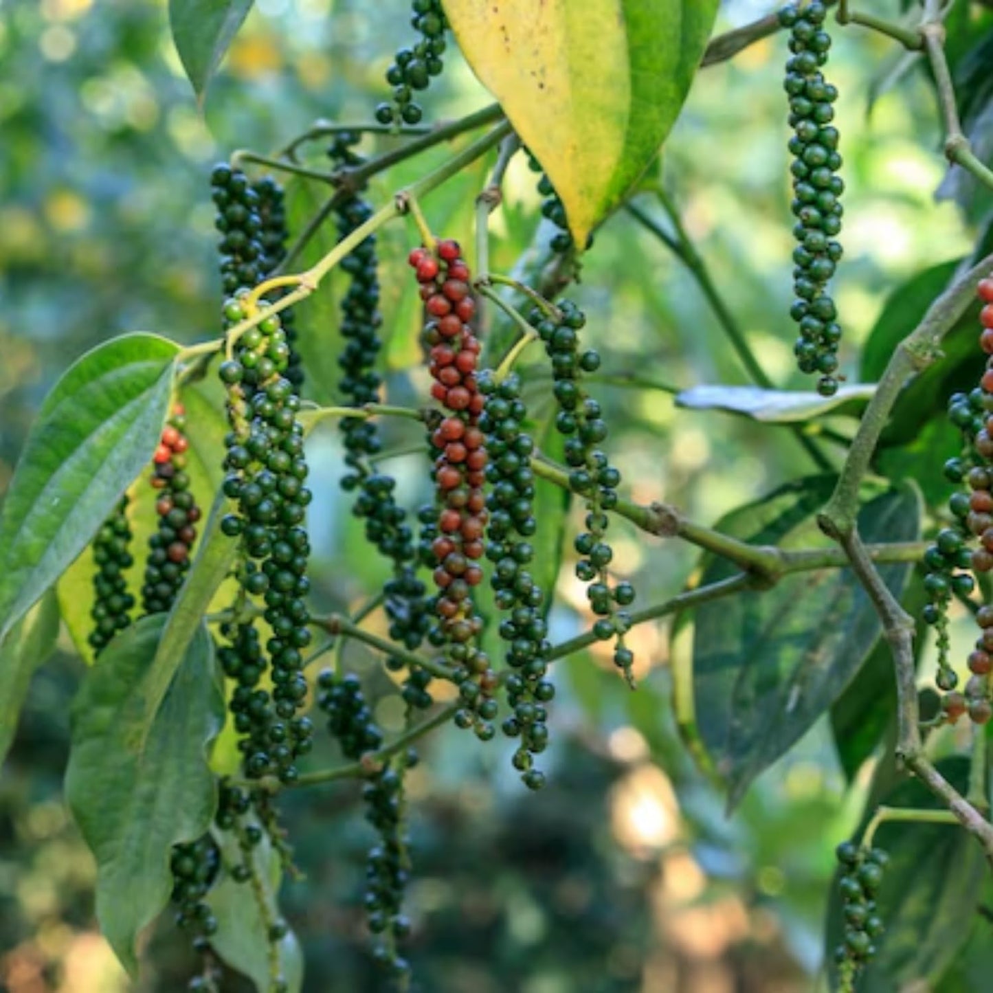 Black Pepper Plant Live, 4 to 6 Inches Tall, Live Pepper Plant, Piper Nigrum Live Plant, Herb Plant for Garden