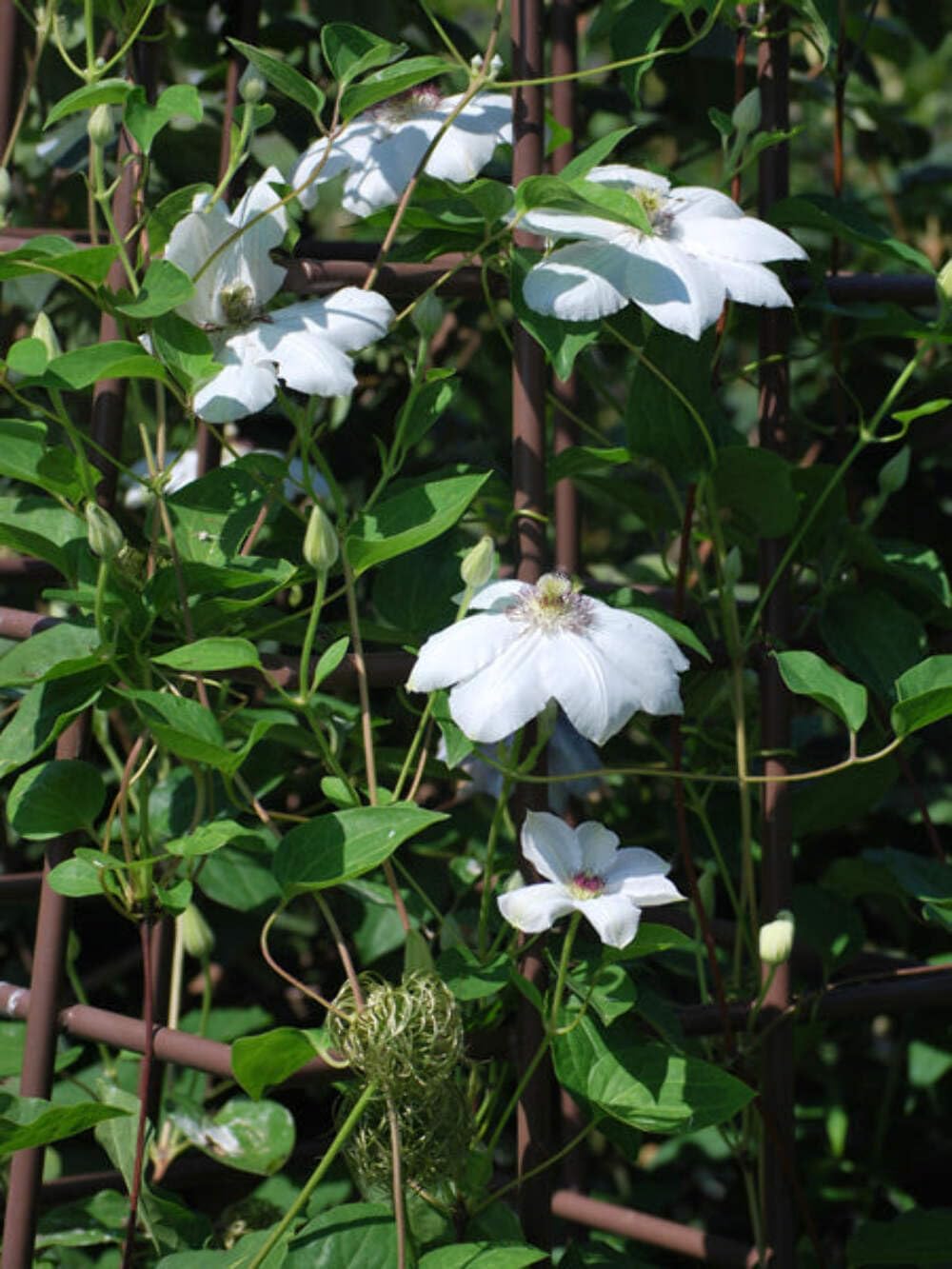 Perennial Farm Clematis 'Henryii' Hybrid – Live Flowering Vine in 4 Quart Container, Large Pure White Blooms with Creamy Centers, Long Blooming, Ideal for Trellises, Arbors & Classic Garden Displays
