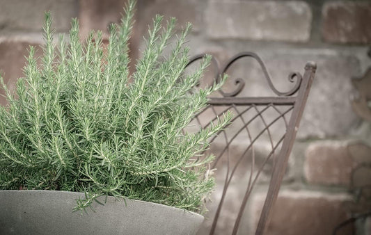 Greenwood Nursery: Live Perennial Plants - Creeping Rosemary + Rosmarinus Officinalis Prostratus - [Qty: 10x 3.5 Pots] - (Click for Other Available Plants/Quantities)