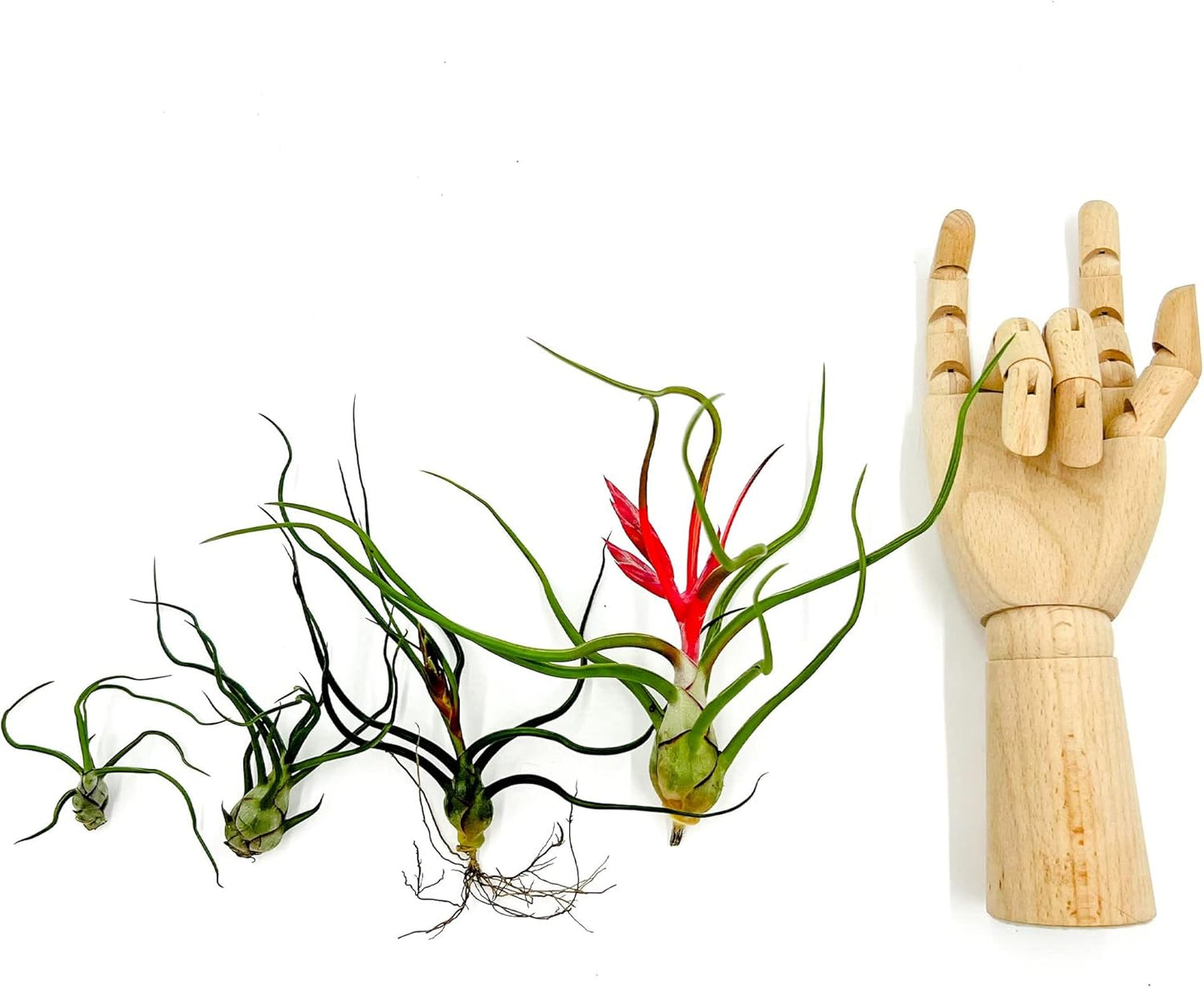 Air Plants - Flowering Tillandsia Bulbosa Belize, Giant 7-9" - 5ct - Live Arrival Guaranteed - House Plants for Home Decor & Gift