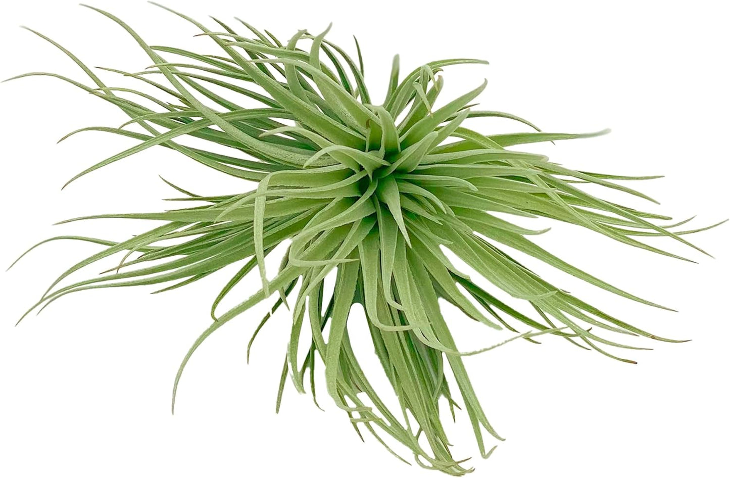 Air Plants - Flowering Tillandsia Rose BAER, Large 5" - 1ct - Live Arrival Guaranteed - House Plants for Home Decor & Gift