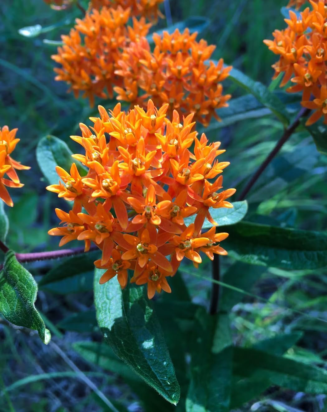 3 Live Butterfly Milkweed Plants (Asclepias tuberosa) Perennial Wildflowers from My Home Park – Individually Potted in 4” Pots – 4–8” Tall on Arrival – Not Seeds – Blooms in Mid-Summer – Zones 4-8