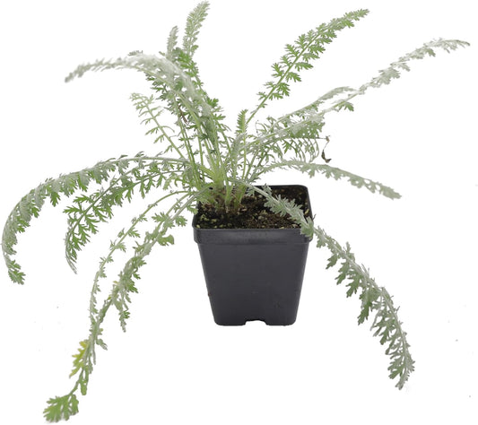 Greenwood Nursery: Live Perennial Plants - Achillea 'Moonshine' Yarrow - [Qty: 5X Pint Pots] - (Click for Other Available Plants/Quantities)
