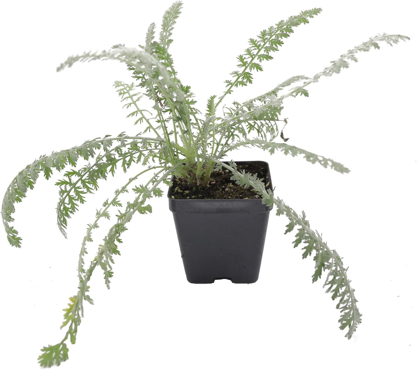 Greenwood Nursery: Live Perennial Plants - Achillea 'Moonshine' Yarrow - [Qty: 10x Pint Pots] - (Click for Other Available Plants/Quantities)