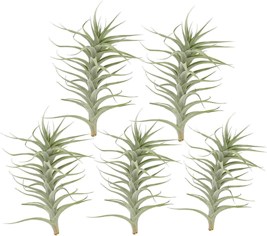 Live Air Plants - Tillandsia Albida 7-12" - 5ct – ragnaroc Live Indoor Plant - Live Arrival Guaranteed - House Plants for Home Decor & Gift
