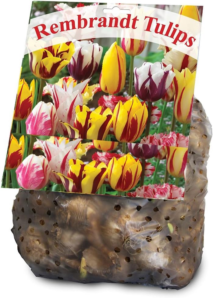 Rembrandt Tulip Mixture- 30 Perennial Tulip Bulbs