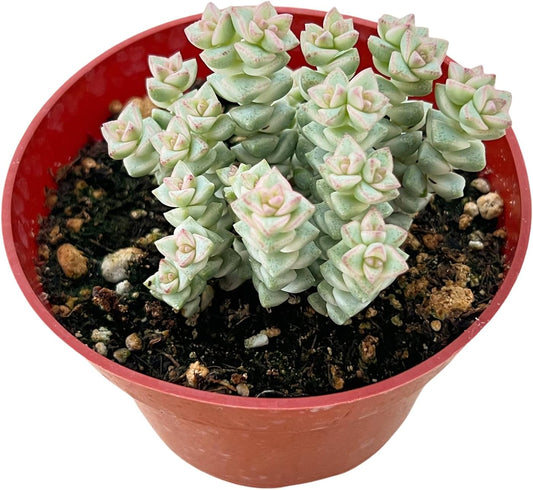 Sprout N Green Crassula 'Tom Thumb' Variegated, Live Succulent Fully Rooted in 4" Pot, Rare House Plant for Home Indoor Holiday Wedding Garden Decor, DIY Projects, Party Favor