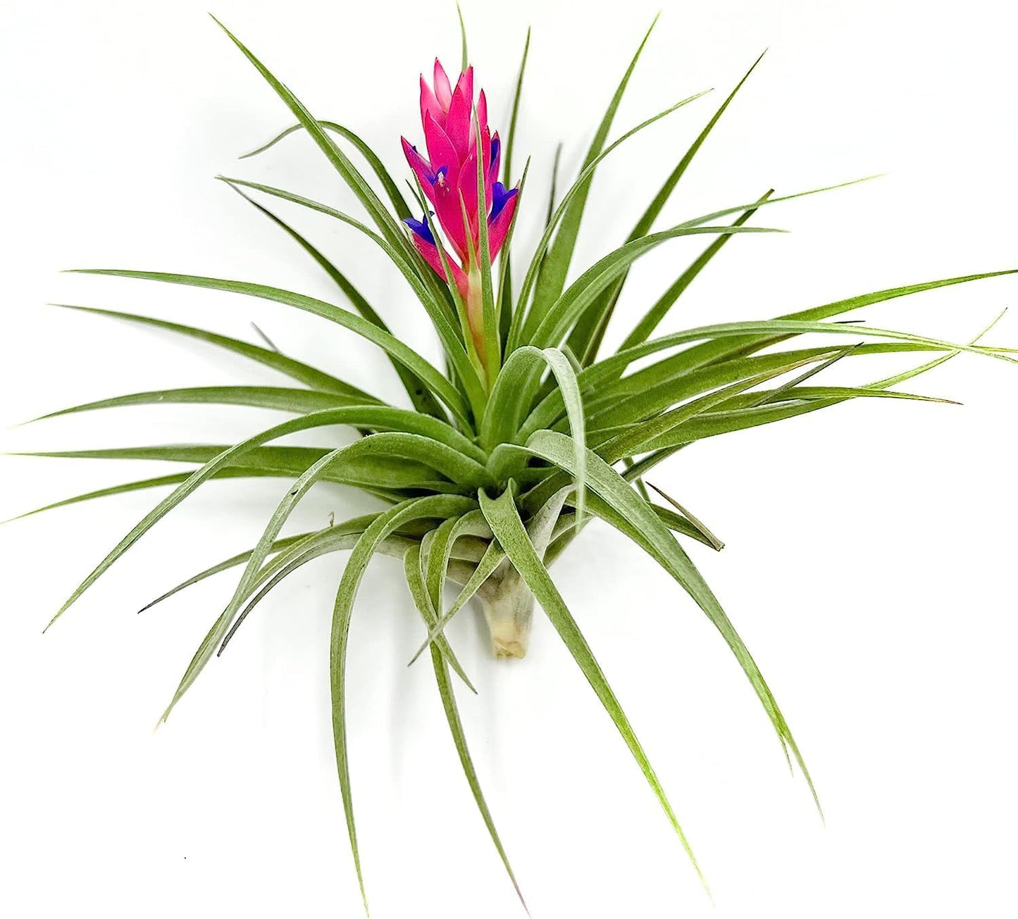 Air Plants - Flowering Tillandsia Stricta Large 5" - 1ct - Live Arrival Guaranteed - House Plants for Home Decor & Gift