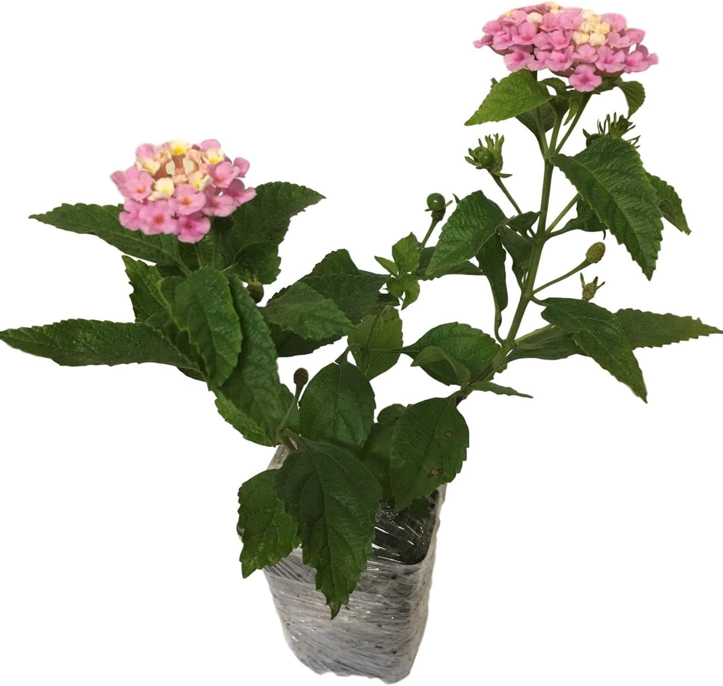 Lantana Camara Flowers - Two Mixed (2) Live Plants - Plants, not Seeds - Attracts Hummingbirds & Butterflies - Each in 4 inch Pots