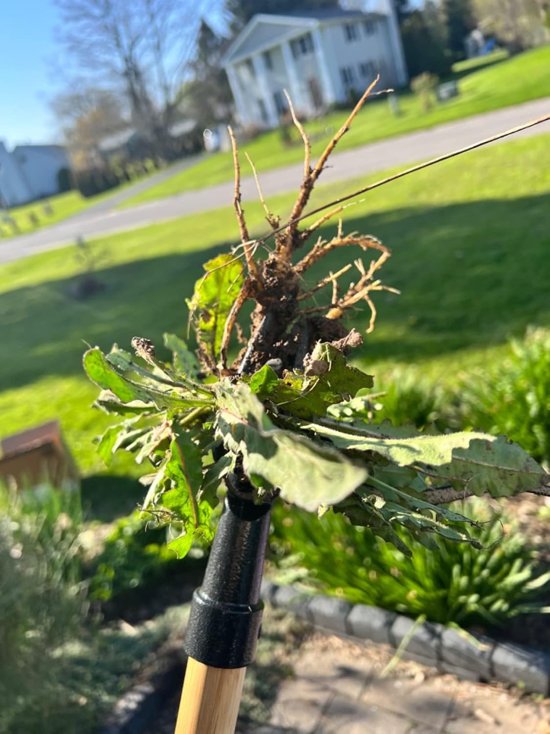 Edward Tools PullPro Long Handle Weed Puller Tool - 48" Classic Heavy Duty Hardwood Handle with 4 Claws Steel Head - Improved Stand Up Weed Remover Tool - Easy Stand Up Tool for Seniors