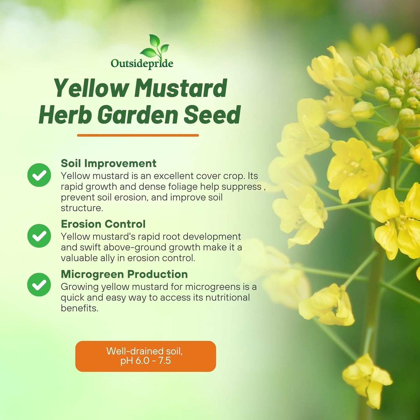 Outsidepride Yellow Mustard Seeds - 5000 Pcs Nutrient-Rich, Flavorful Annual Microgreen Seeds for Planting, Easy-to-Grow, Ideal for Indoor & Outdoor Cultivation, Soil & Hydroponic Systems