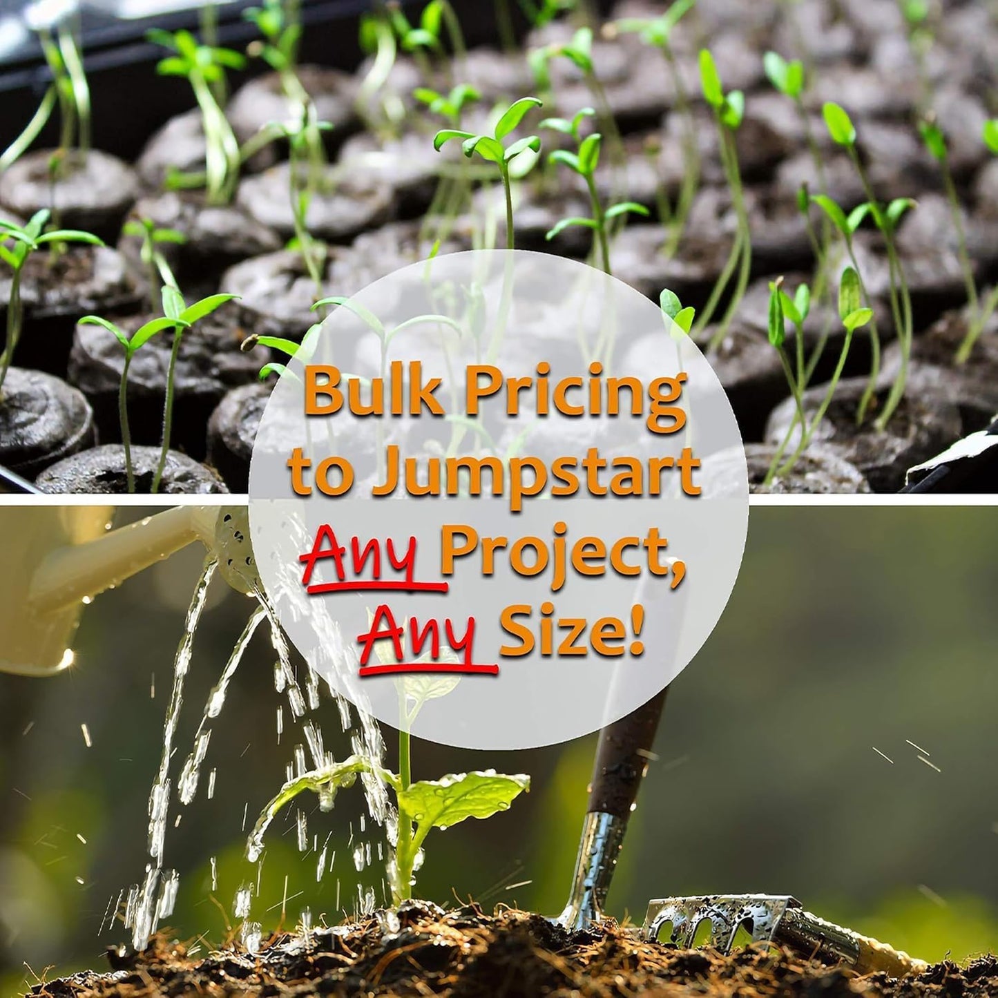 Thai Ornamental Hot Pepper 4 Oz ~48,800 Seeds – Non-GMO, Heirloom, Open-Pollinated – 50K–100K SHU – Compact, Upright Plants – Edible & Decorative – Heat-Tolerant