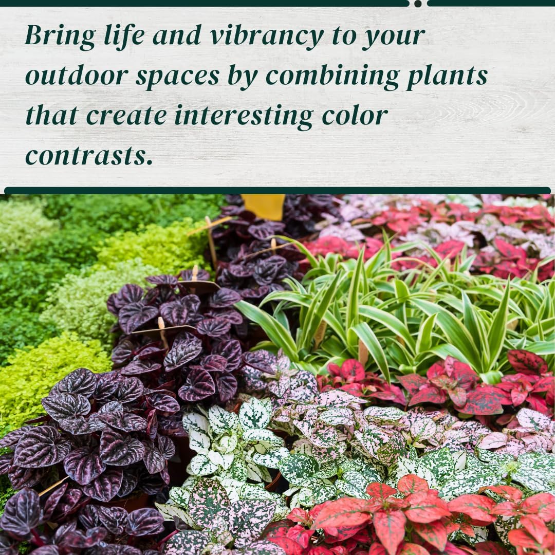 Polka Dot Plant Collection (4-Pack) - House Plants Indoors Live, Air Purifying Live Indoor House Plants, (Red, White, Rose, and Pink) Indoor Plants Live houseplants.