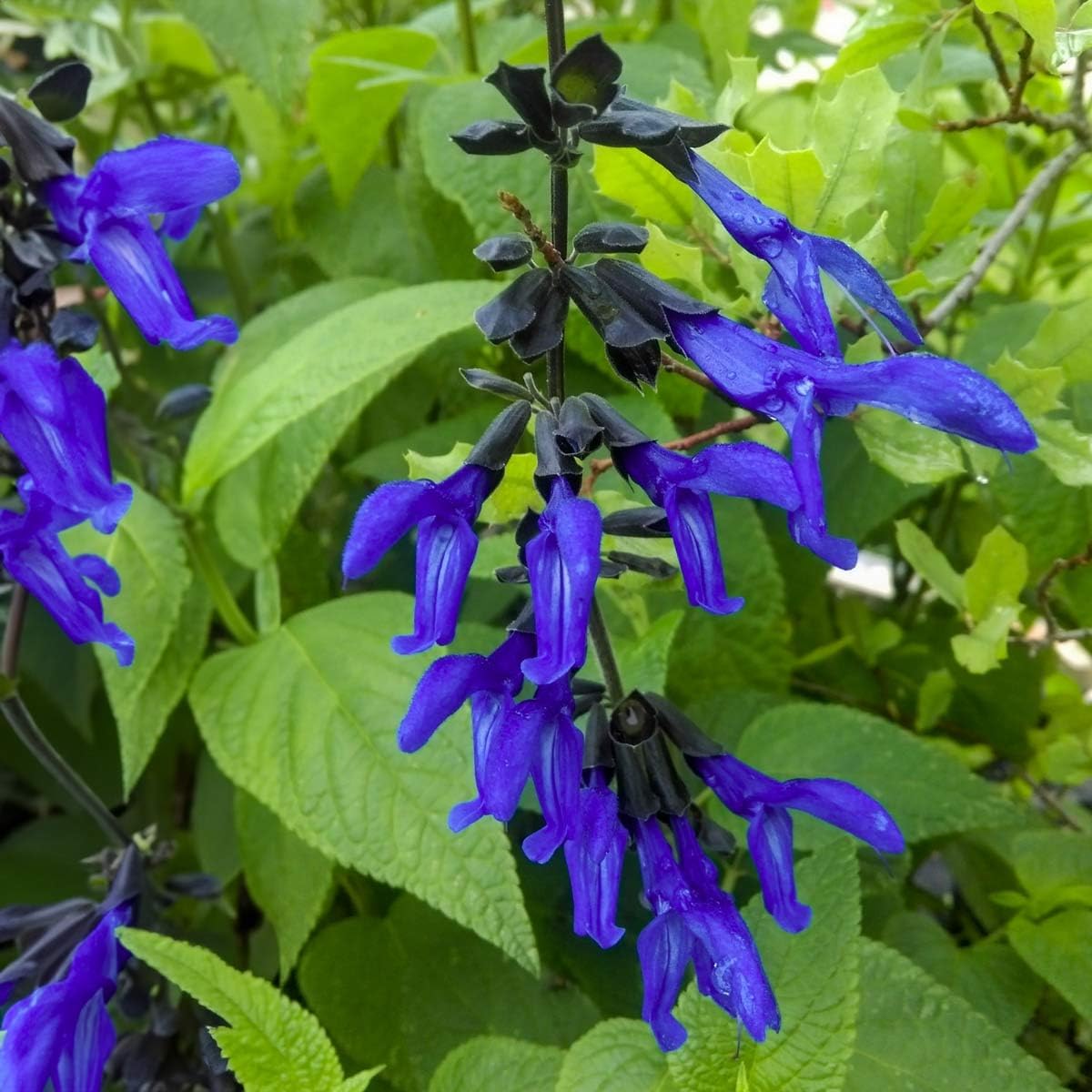 Salvia Black & Blue Plants | 3 Live Seedlings | Salvia guaranitica | Hummingbird Magnet Perennial | Deep Blue Flowering Border Plant