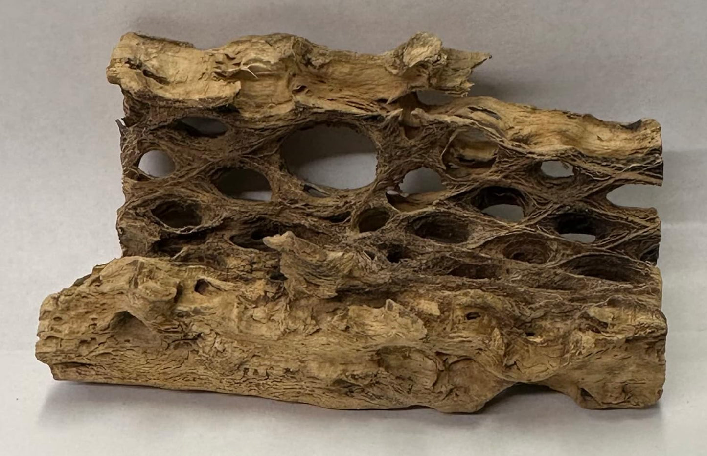 Natural Cholla Wood Chunk Air Plant Display Holders Individually Unique Decorative Stands Holder (Cholla Chunk)