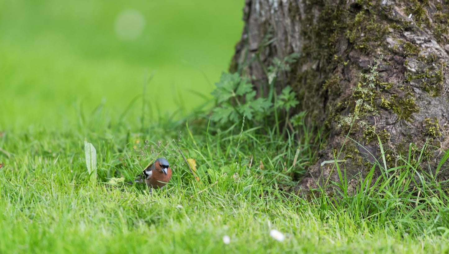 Brownie Brand Majestic Hulled Bermudagrass Seed | Premium Turf Grass for Dense, Drought-Resistant Lawns | Fast-Growing, Heat-Tolerant, Certified Seed for High-Traffic Areas. (50 Pound)