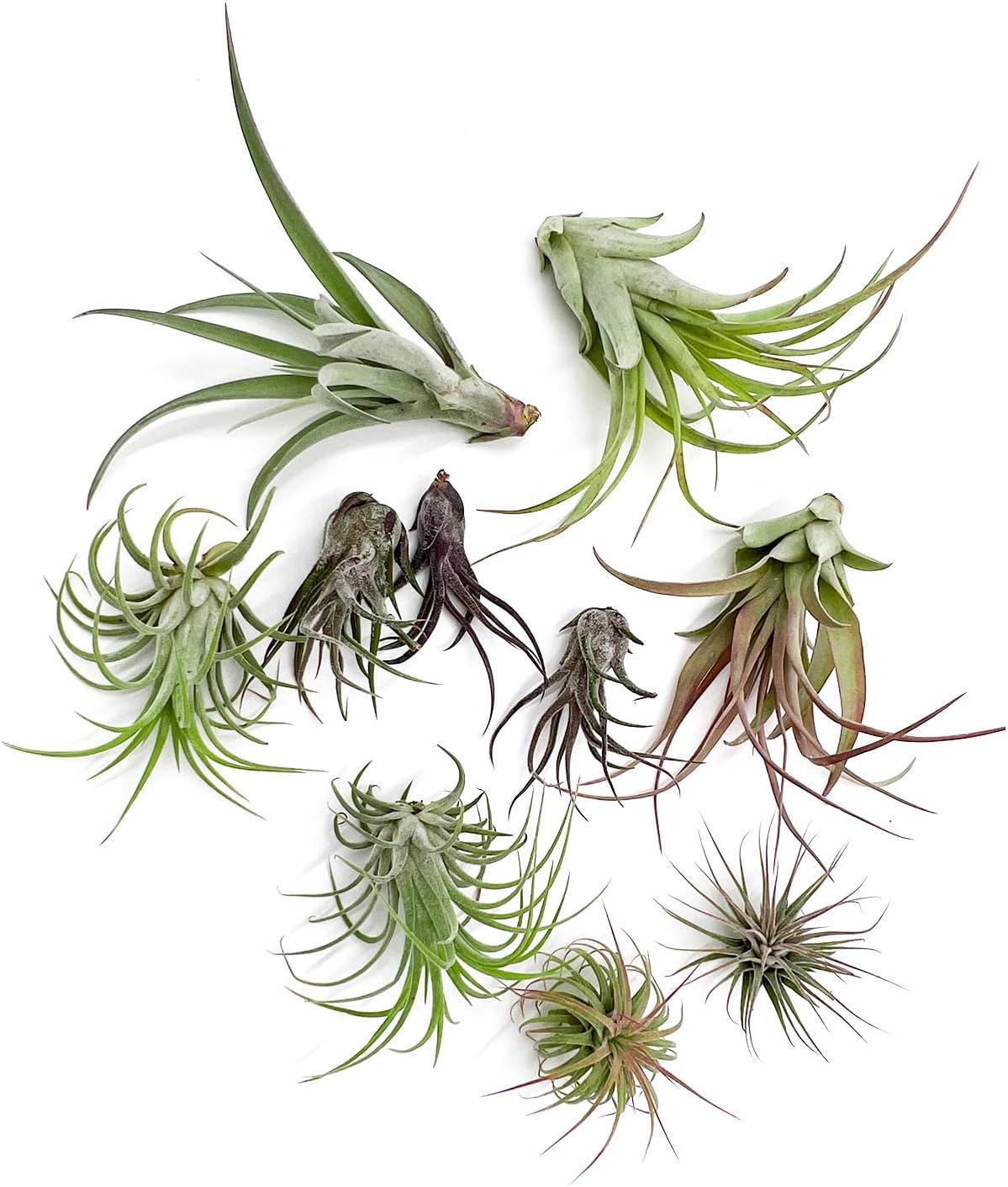 Air Plants - Freyja Gift Box - 10ct - Live Arrival Guaranteed - House Plants for Home Decor & Gift