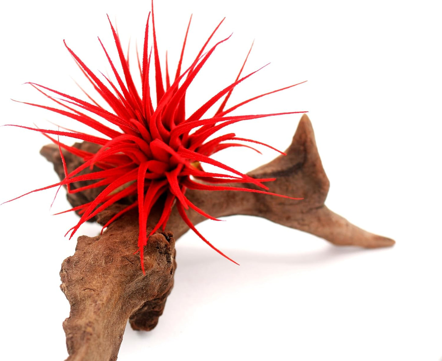 Live Extra Large Tillandsia Ionantha Guatemala Colorful Air Plant 3+ inch Enhanced Color Easy Care Indoor Outdoor Home Decor Gift Airplant by Awesome Industries (Red XL)