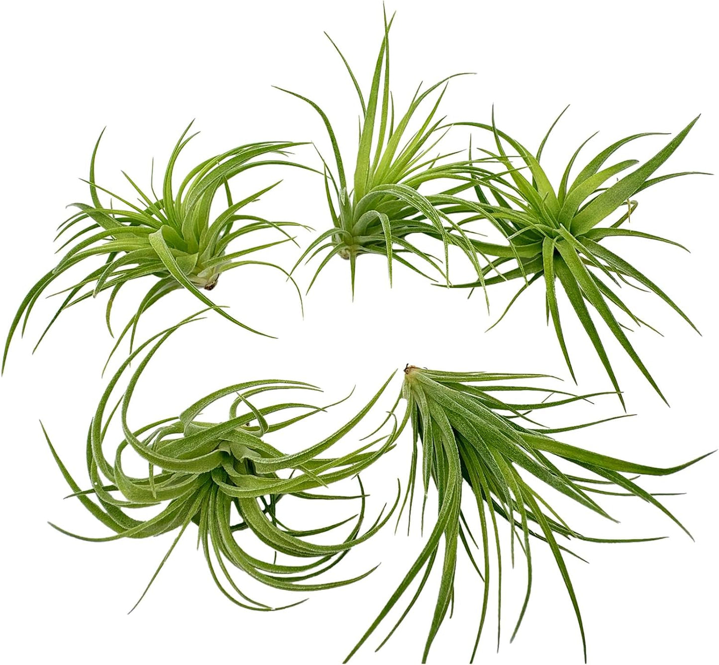 Live Air Plants - Tillandsia Geminiflora 1-3" - 5ct – ragnaroc Live Indoor Plant - Live Arrival Guaranteed - House Plants for Home Decor & Gift