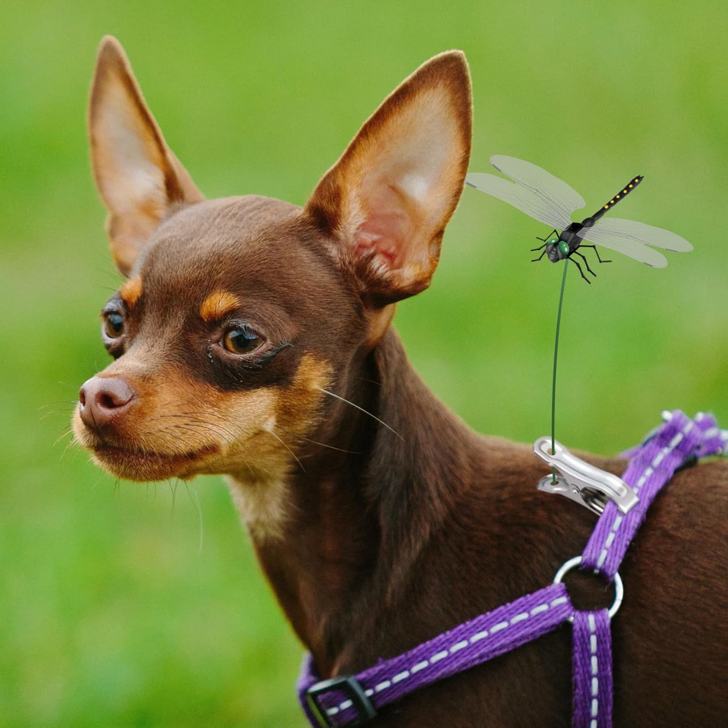 NiHome 12-Pack Large Dragonfly Clip Decoration Set for Garden, Hat, Pet, Indoor & Outdoor Display, Easy Installation Realistic Waterproof PVC Dragonflies (Black)