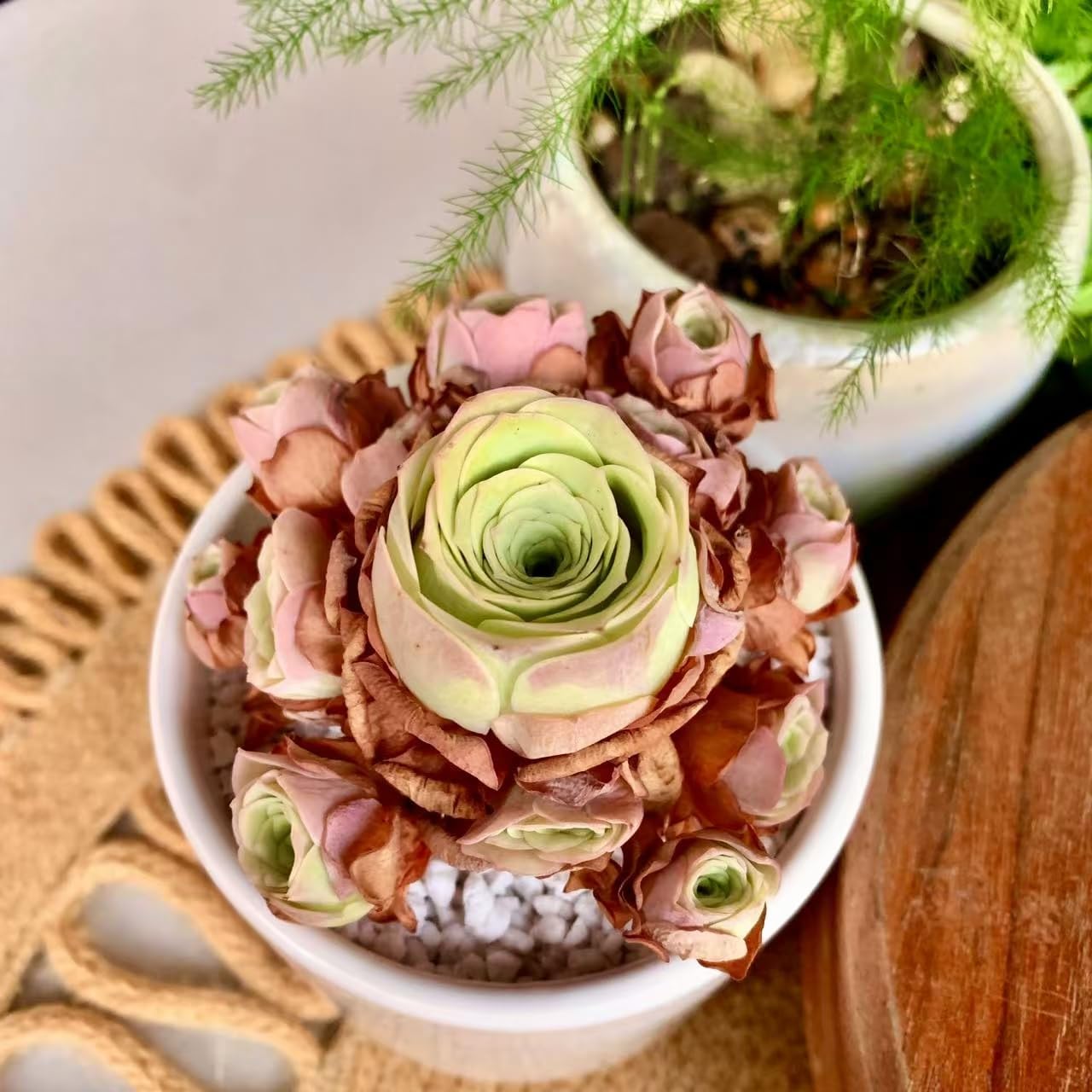 FWPP Live Succulent Plants Echeveria Mountain Rose,Mini 3 Inches Succulents Live House Plants,Bare Root Without Pot Soil,Live Plants Indoor for Gift Party Wedding Garden Baby Shower DIY Decor