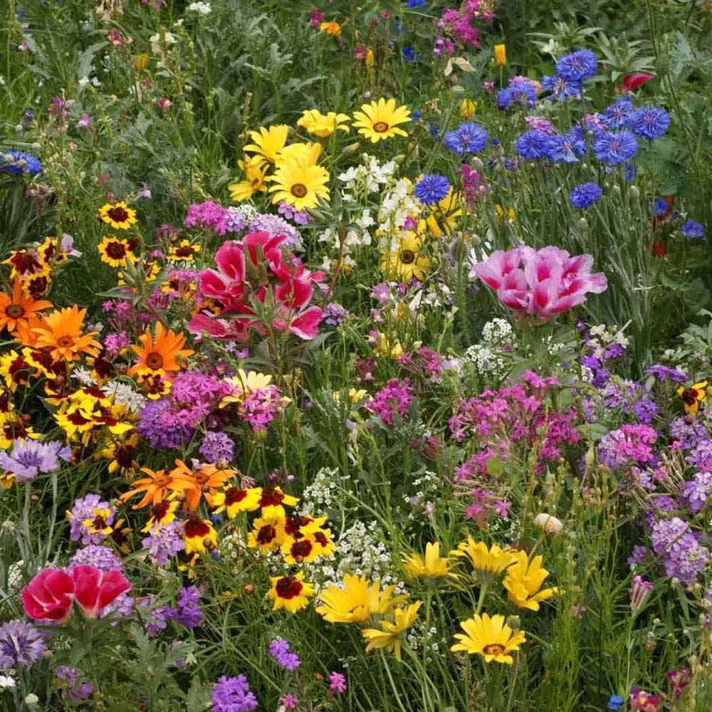 Outsidepride Low Growing Wildflower Seeds - 5 lbs Dwarf, & Short, Diverse Perennial & Annual Wild Flower Seed Mix with Long Bloom Season for Colorful Display That Thrives on All States