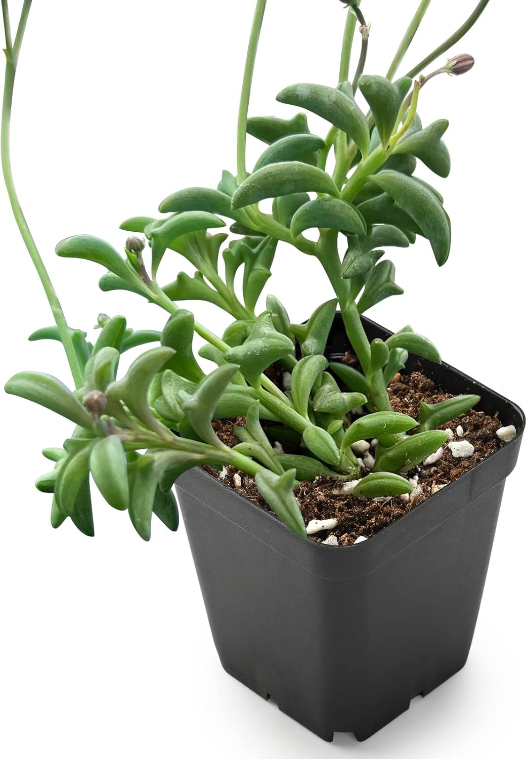 Sprout N Green Live Mini Succulent Plant, 2in String of Dolphins, 1 Pack Rare Succulent Fully Rooted in Pot, Real House Plant for Home Office Wedding Decoration DIY Projects Party Favor