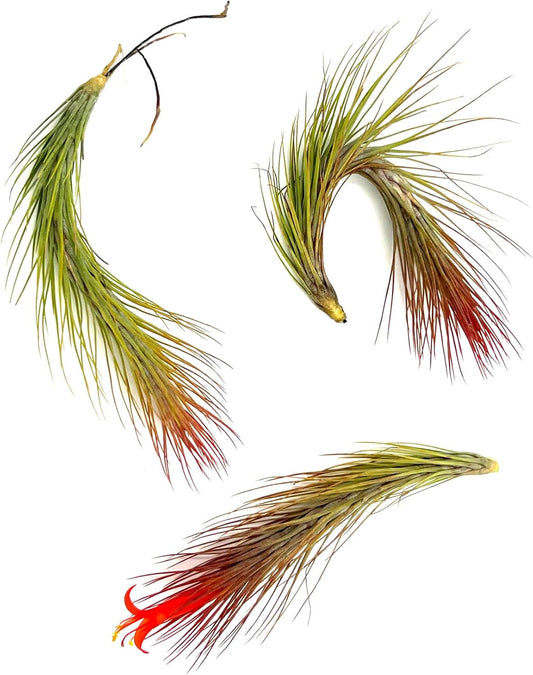 Air Plants - Tillandsia Funckiana Hybrid, Large 5-7" - 3ct - Live Arrival Guaranteed - House Plants for Home Decor & Gift