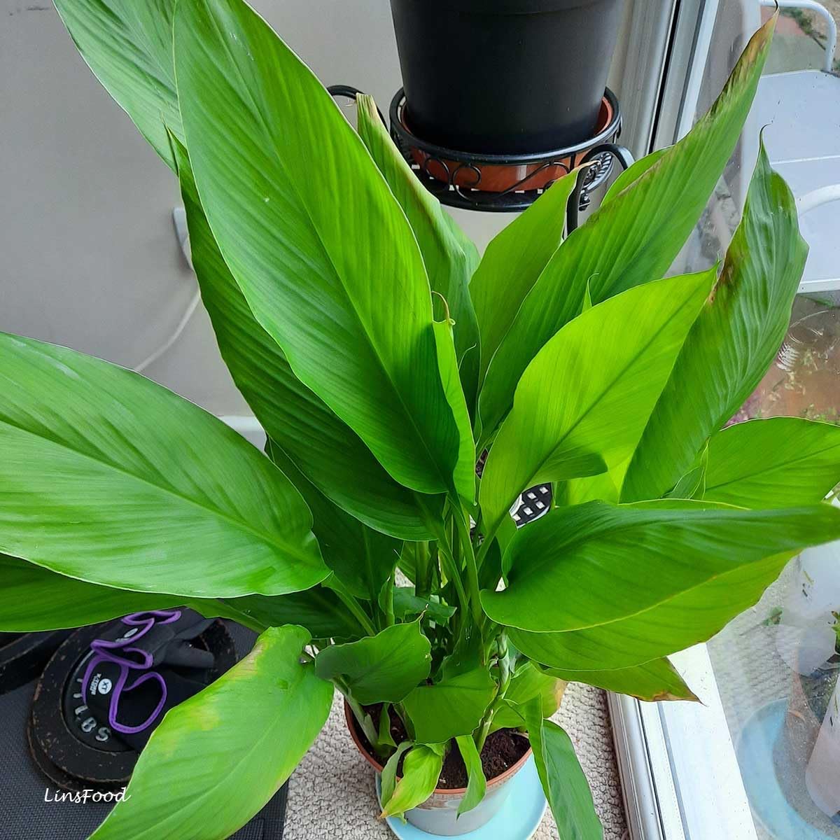 Live Red Turmeric Plants (Curcuma Longa) - Healthy Rhizome and Plant for Home Gardening & Medicinal Use (4 red Turmeric Bags)