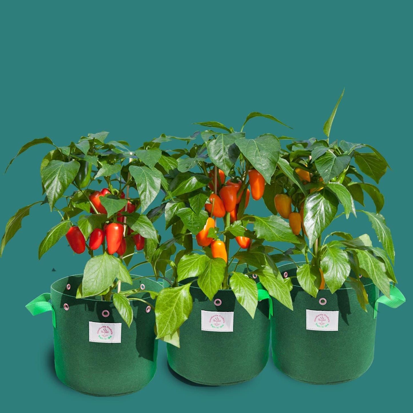 Train N' GRO - 5 Gallon Sustainable Aeration Non-Woven Grow Bags w Low Stress Training Holes - 3 Pack, for Grow Tent / Indoor / Outdoor. Superior Drainage + Breathability for Plants Vegetables + Fruit