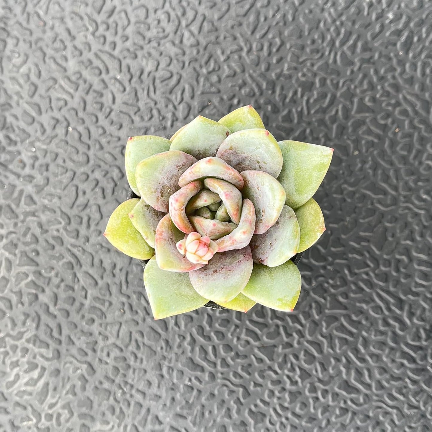 2" Live Succulent 'E. German Champagne', Rare Succulent Plants Fully Rooted in Pots, Unique House Plant for DIY, Party Favor, Home Office Decoration
