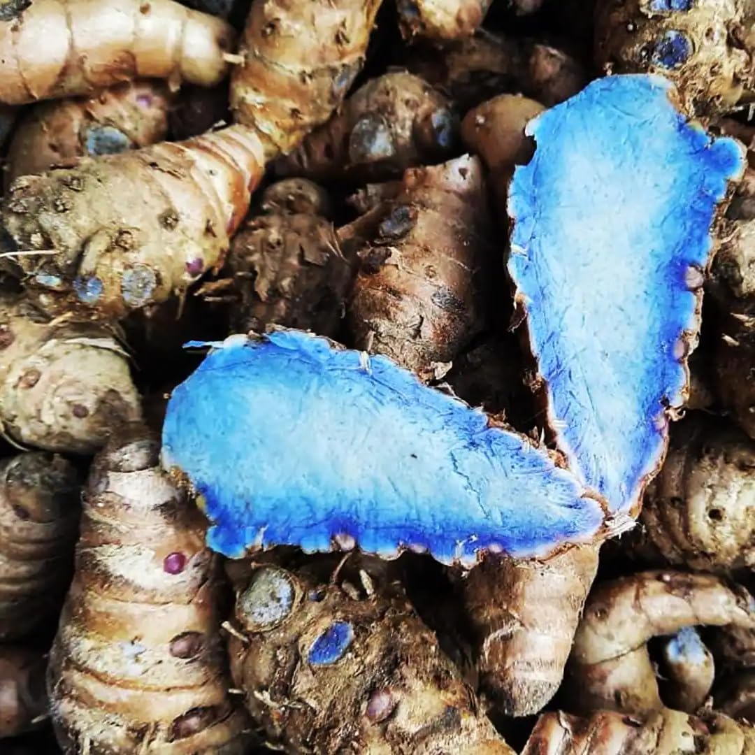 Premium Live Black Turmeric (Curcuma caesia) Plants - Rare Herbal Medicinal Plant, Perfect for Home Gardens (2 Black Turmeric Bags)