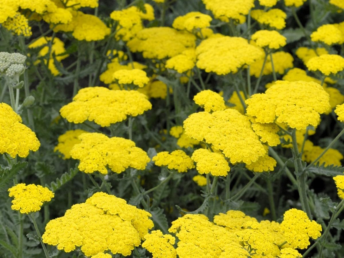 Greenwood Nursery: Live Perennial Plants - Achillea 'Moonshine' Yarrow - [Qty: 2X Pint Pots] - (Click for Other Available Plants/Quantities)