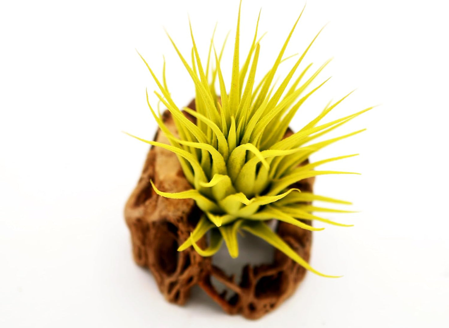 Live Extra Large Tillandsia Ionantha Guatemala Colorful Air Plant 3+ inch Enhanced Color Easy Care Indoor Outdoor Home Decor Gift Airplant by Awesome Industries (Yellow XL)