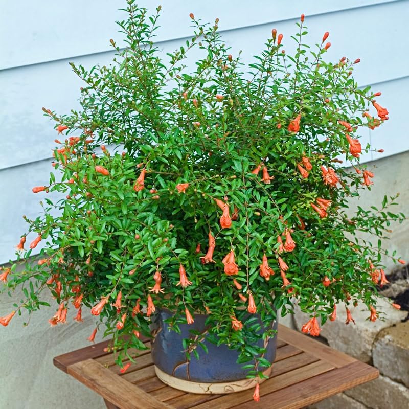Live Dwarf Pomegranate Plant (Punica Granatum) - Compact, Ornamental Fruit Bearing Shrub, Indoor/Outdoor (2 pom-Dwarf sacs)