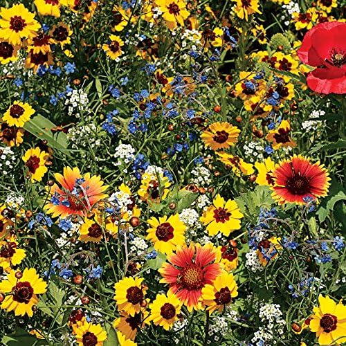 Park Seed Grow Your Own Vibrant Wildflower Garden Mixture, Perfect for Bees, Butterflies, and Hummingbirds, Bee Buddies Mix, Pack of 3000
