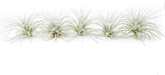 Air Plant Shop 5 Pack Rare Tectorum Ecuador Air Plants - Unique, Bright White, Nursery-Grown Tillandsia House Plant with Fuzzy Trichomes for Terrariums, Driftwood & Living Walls - Wholesale
