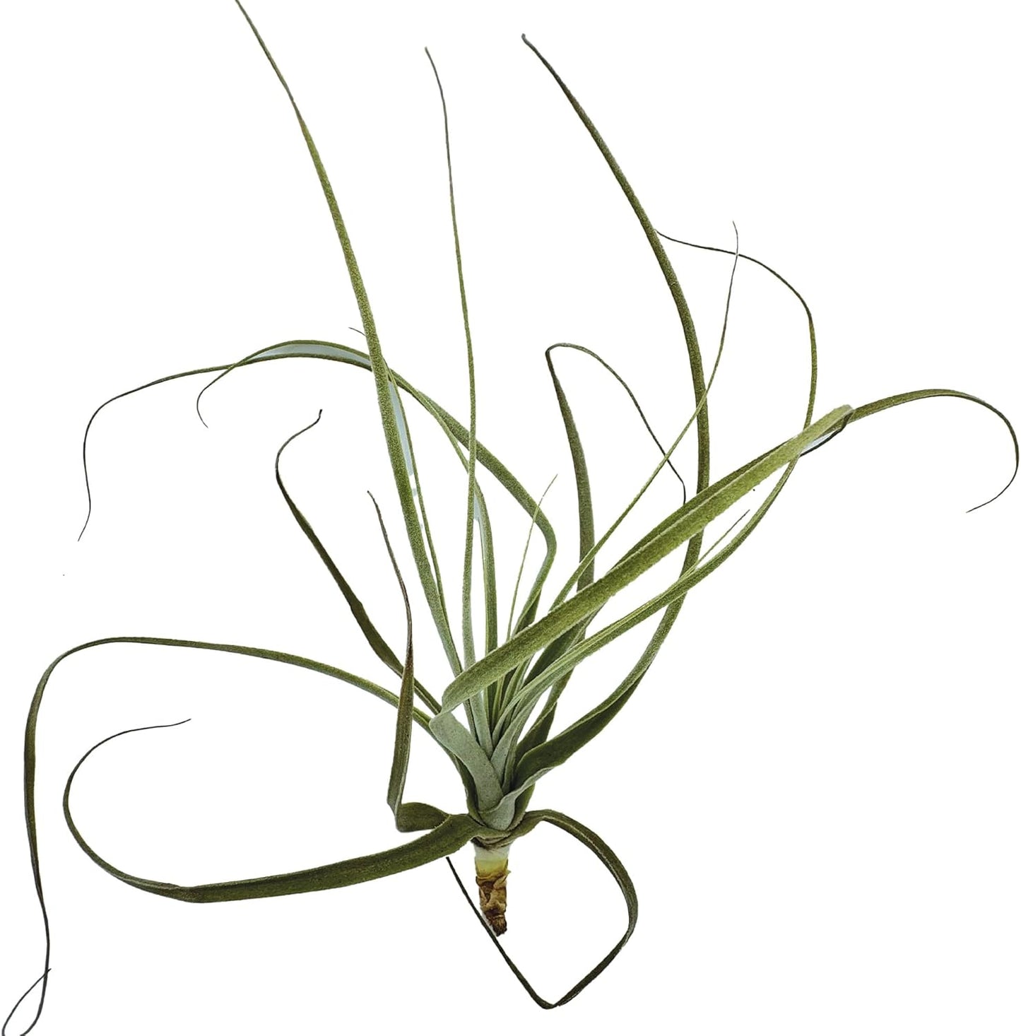 Air Plants - Tillandsia Straminea Jumbo 6-9" - 2ct - Live Arrival Guaranteed - House Plants for Home Decor & Gift