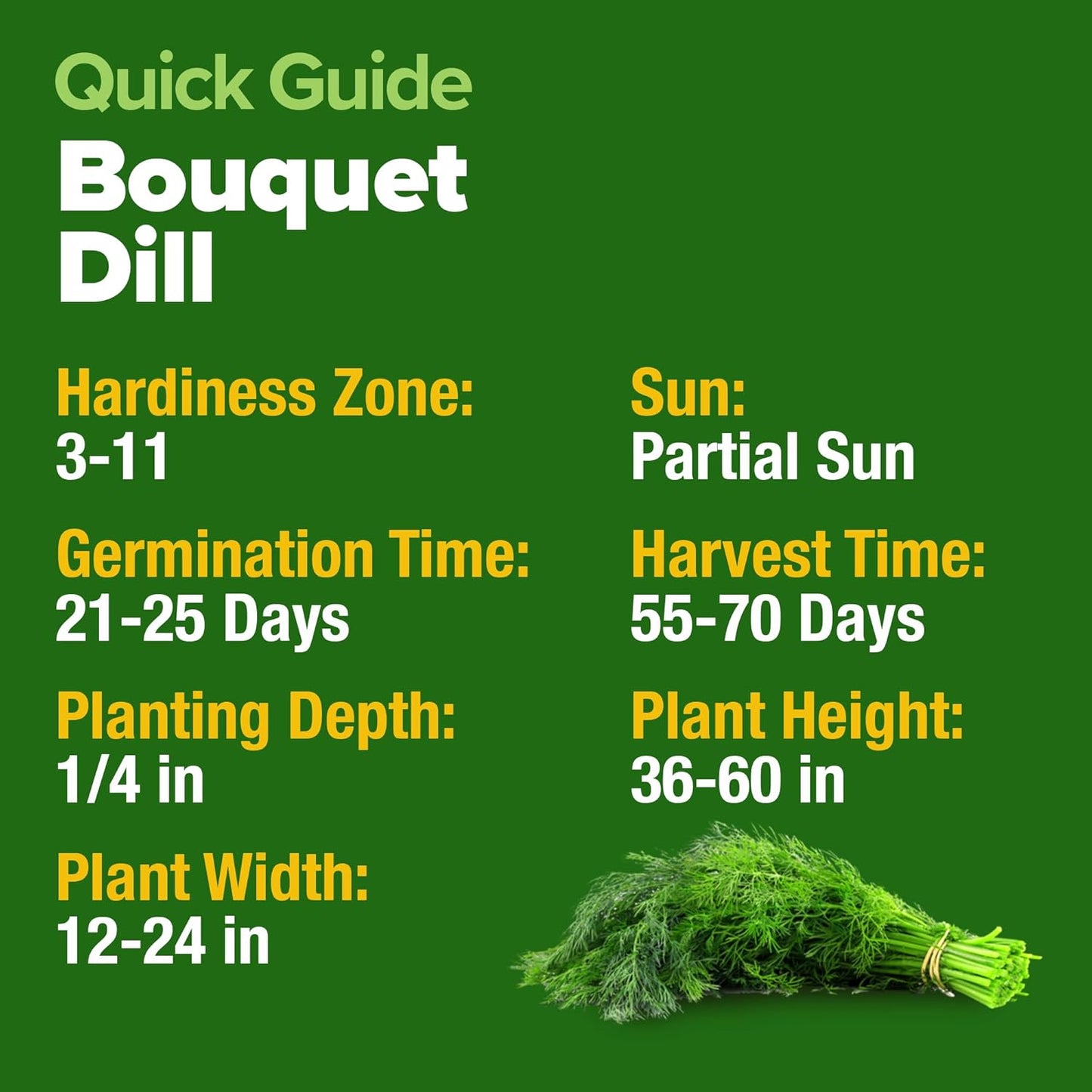 HOME GROWN 𝗨𝗦𝗔 𝗣𝗥𝗘𝗠𝗜𝗨𝗠 Dill Seeds for Planting 1,014 Bouquet Dill Seeds 𝗡𝗢𝗡-𝗚𝗠𝗢 and Heirloom Herb Seeds for Planting Outdoors, Grow Your Fragrant Dill Herb Garden (Anethum graveolens)