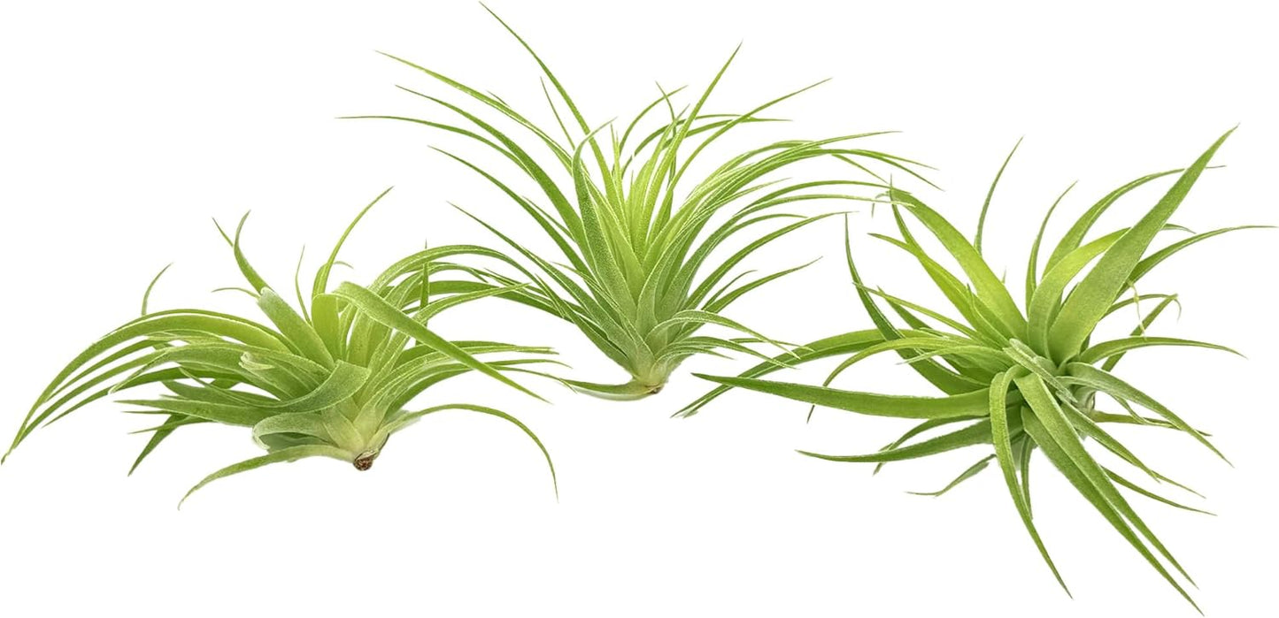 Live Air Plants - Tillandsia Geminiflora 1-3" - 3ct – ragnaroc Live Indoor Plant - Live Arrival Guaranteed - House Plants for Home Decor & Gift