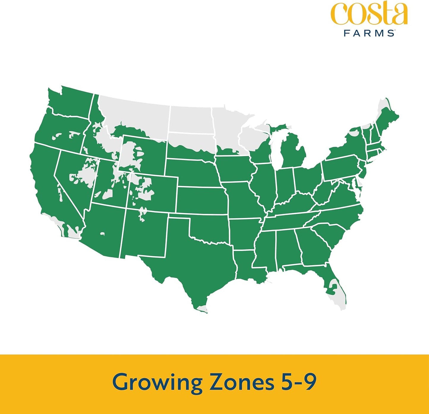 Costa Farms Live Plants – Fall Mums 8-Pack (Red) in Grower Pots | 1 Qt. Seasonal Houseplants & Outdoor Flowers for Porch, Patio, or Garden | Ships in Bud Form for Longer Bloom