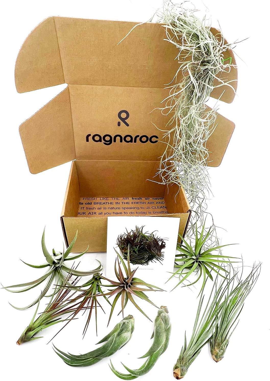 Live Air Plants - Tillandsia Gift Box TOR Variety Pack - 10 Count Large, 4-10 inches – Live Indoor Plants & Live 15 inch Spanish Moss – Live Plants for Home décor, Live Arrival Guaranteed