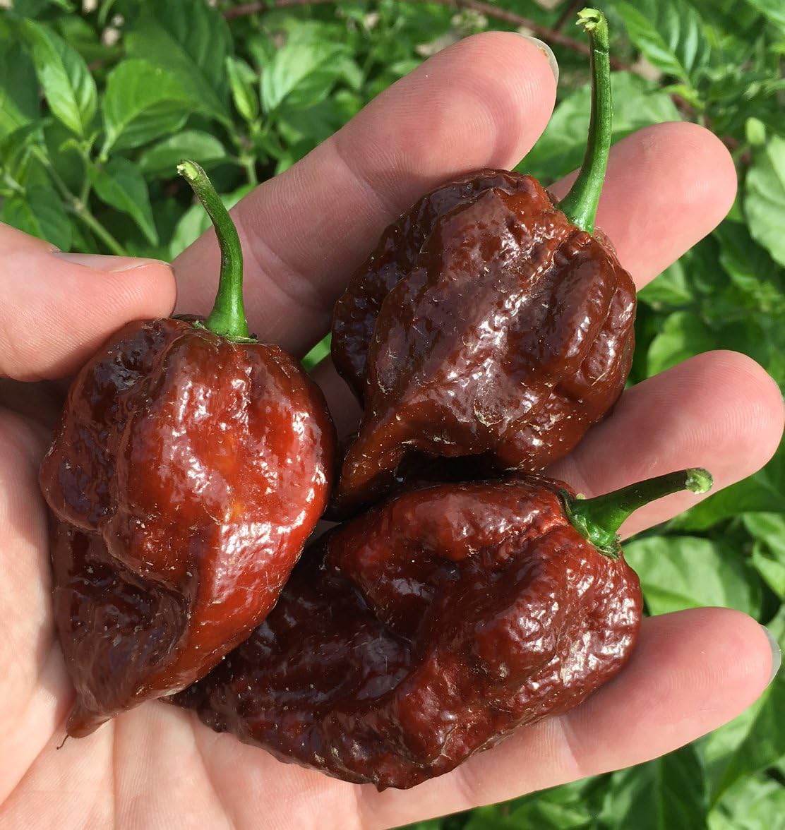 Kraken Scorpion Pepper Premium Seeds for Planting Packet