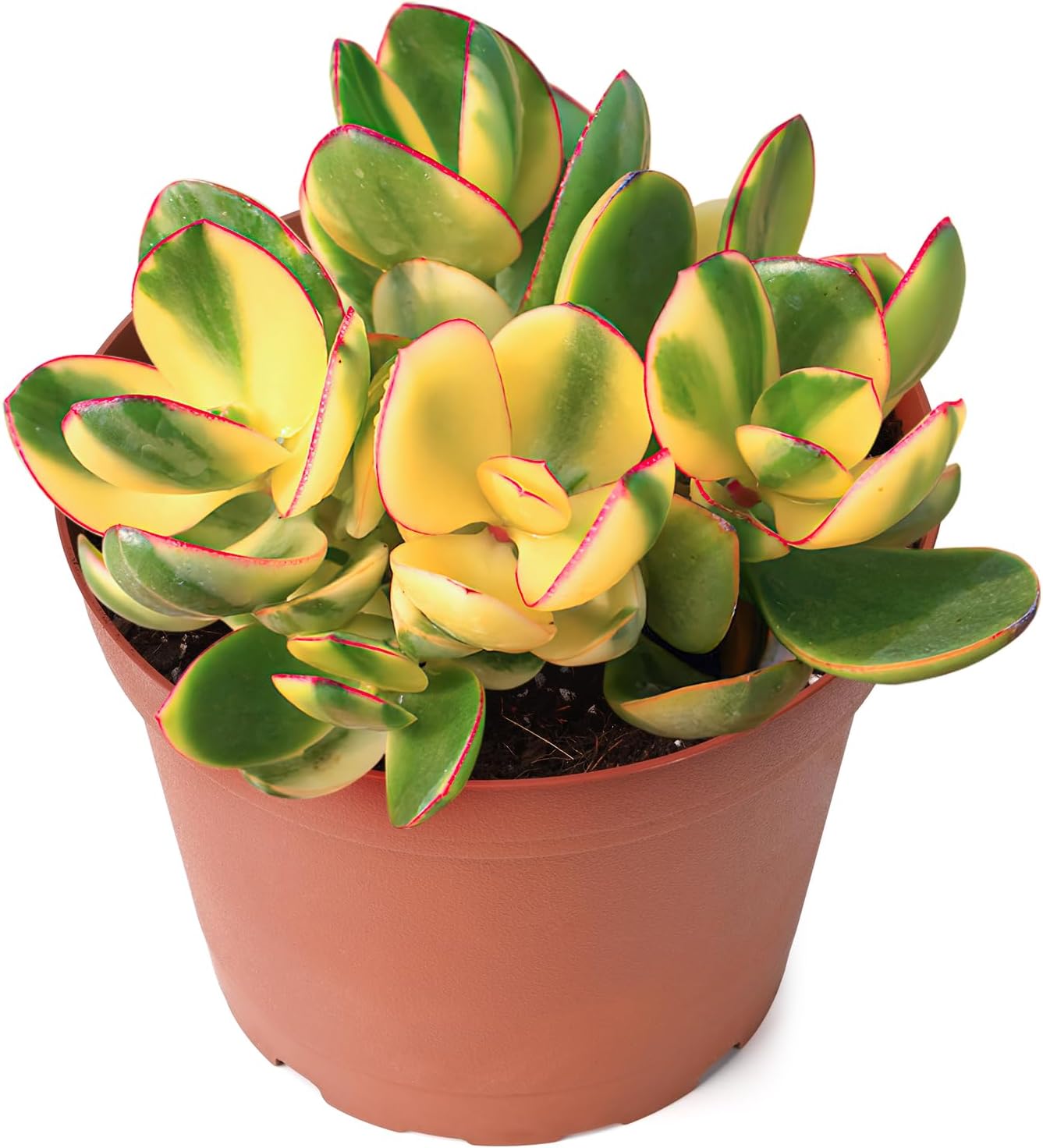 Sprout N Green Golden Jade - Crassula Ovata 'Hummel Sunset', Rare Cute Succulent Plant Fully Rooted in 4" Pot
