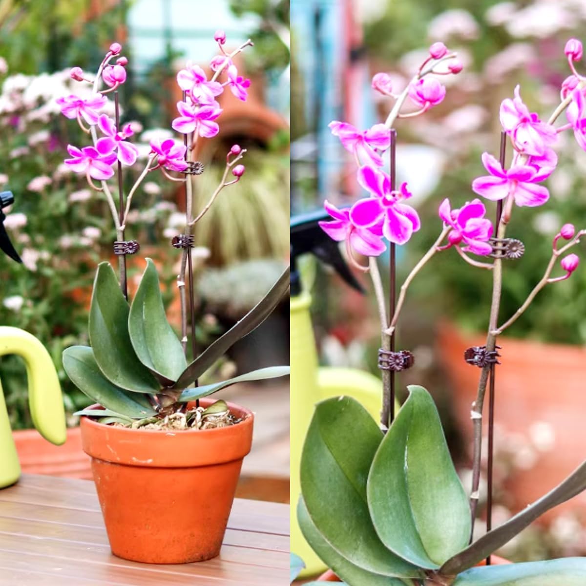 GXXMEI 200PCS Plant Clips, Orchid Clips Plant Orchid Support Clips Flower and Vine Clips for Supporting Stems Vines Grow Upright Dark Brown