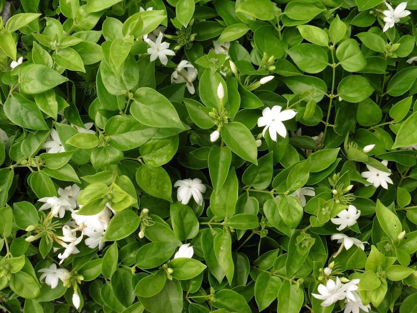 Sambac Jasmine Plant | 3 Live Plants | Jasminum Sambac | Fragrant White Blooms | Ideal for Indoor & Outdoor Planting | Aromatic Addition to Gardens & Patios | Lush & Decorative Foliage