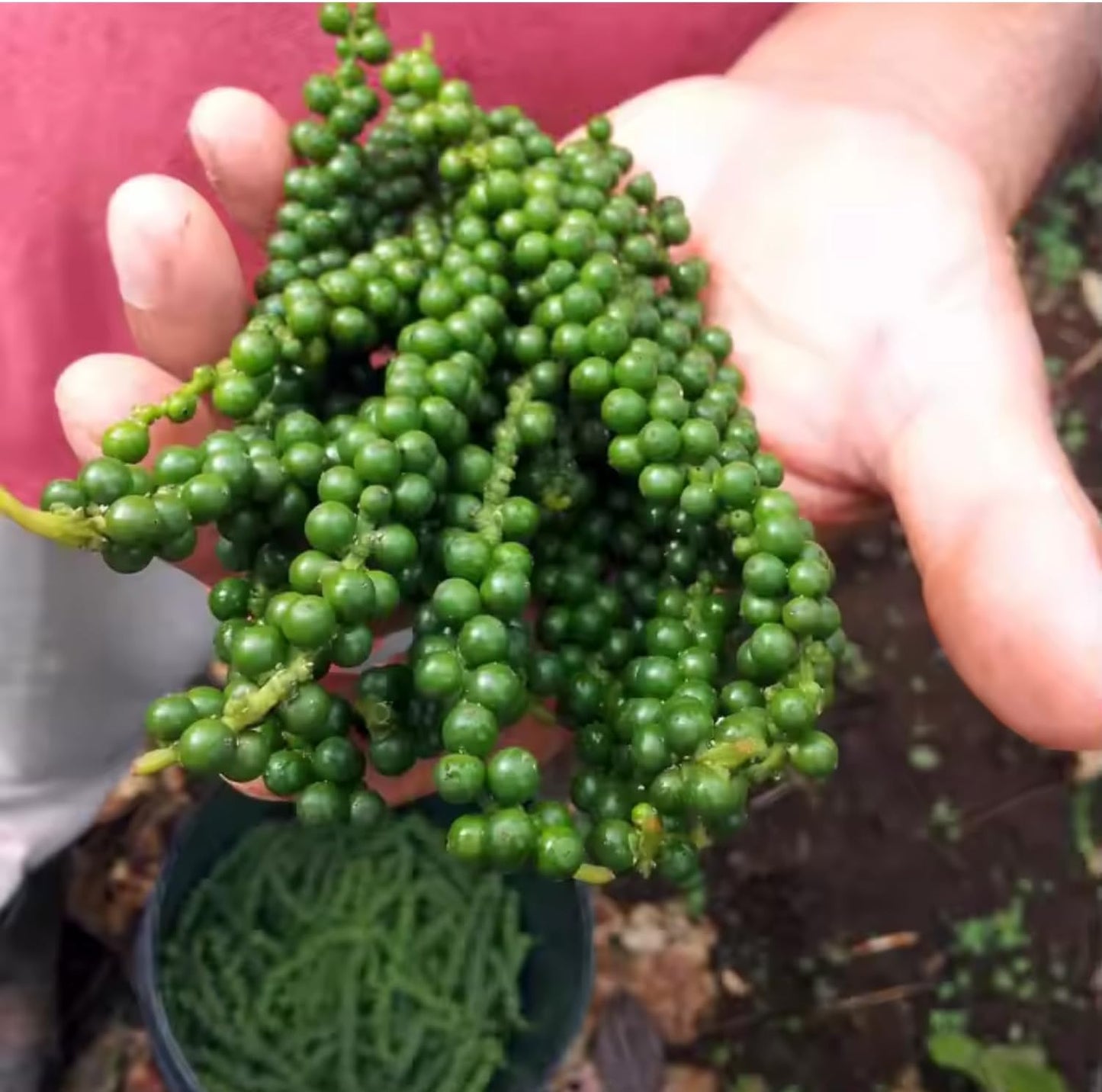 Black Pepper Plant Live, 4 to 6 Inches Tall, Live Pepper Plant, Piper Nigrum Live Plant, Herb Plant for Garden