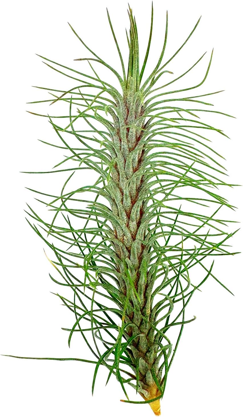 Air Plants - Colombian Tillandsia Funckiana, Large 5" - 3ct - Live Arrival Guaranteed - House Plants for Home Decor & Gift