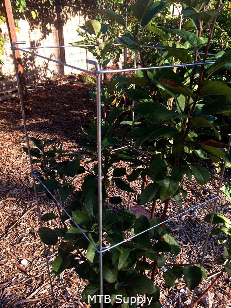 Galvanized Square Folding Tomato Cage Plant Support Stake Tower 12 inch by 46 inch, Pack of 10 Sets(Also Sold as Pack of 2 & 5,PVC Green is Available)